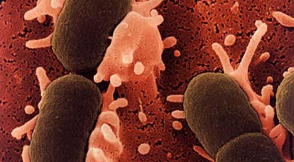 Alteraciones en el comportamiento producidas por las bacterias intestinales