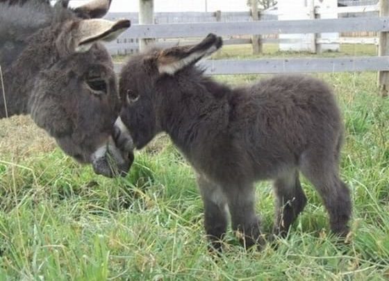 Amor maternal (o paternal)