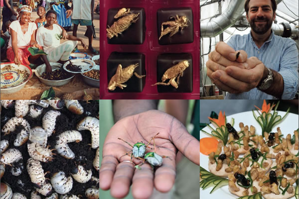 Comer insectos para saciar el hambre en el mundo