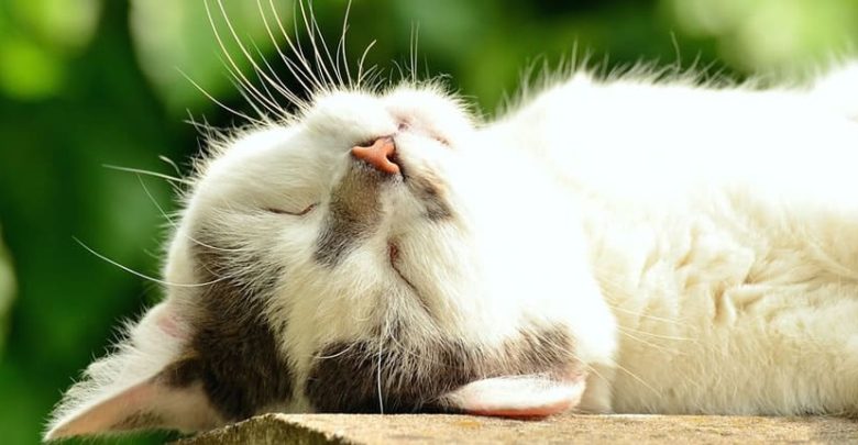 Tras encontrar al gato perdido