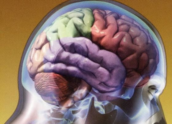 El cerebro está en huelga