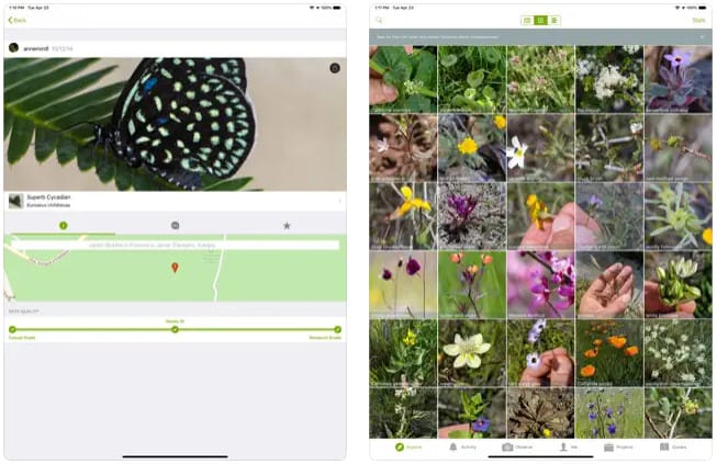 iNaturalist
