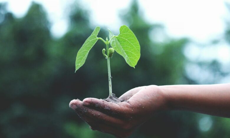 La Tierra y la producción primaria